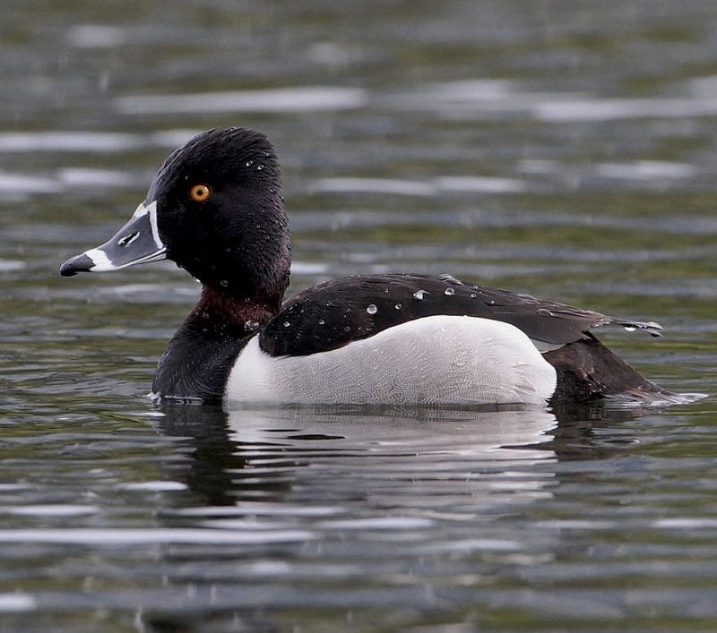 ring-necked-duck-swimming