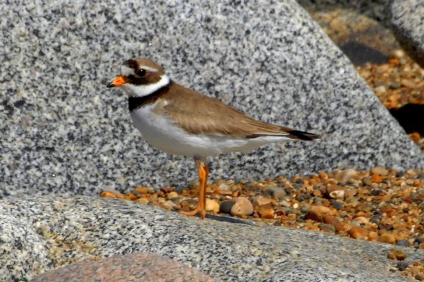 Ringed-plover-on rocks