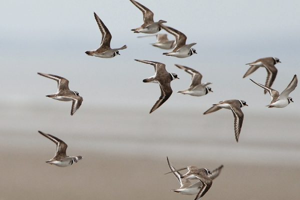 a-number-of-ringed-plover-in-flight