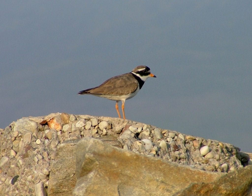 ringed-plover-standing-rock