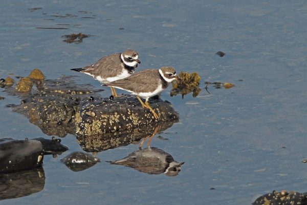 two-ringed-plover-on-rock-surrounded-by-water