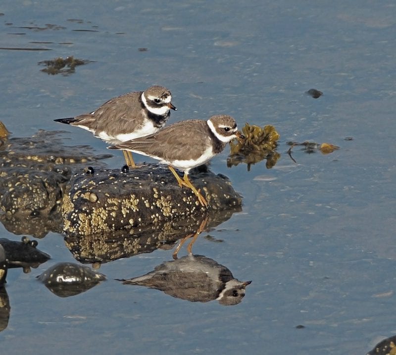 two-ringed-plover-on-rock-surrounded-by-water