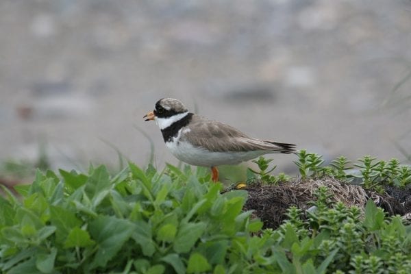 ringed-plover-standing-in-herbs