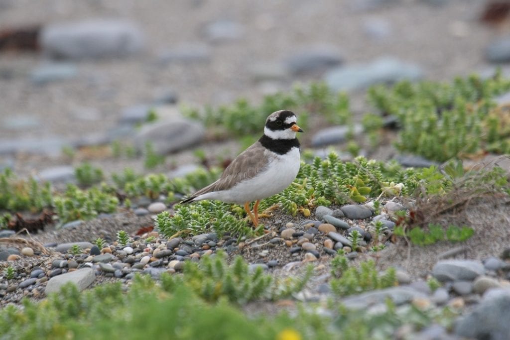 ringed-plover-standing-on-shore