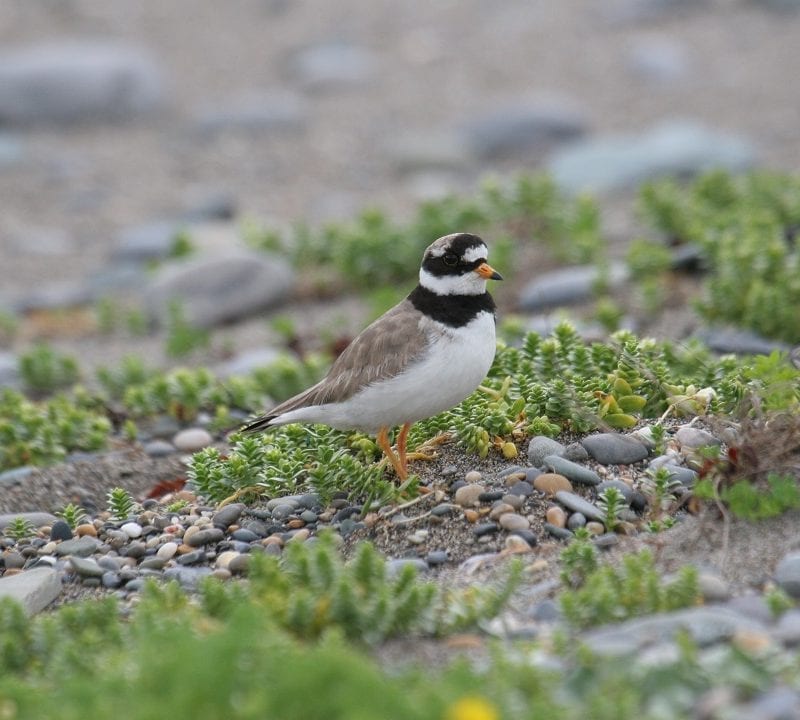 ringed-plover-standing-on-shore