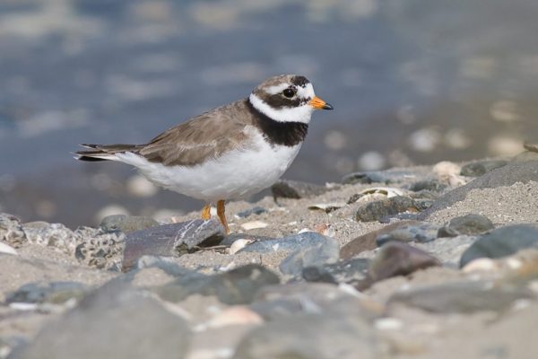 Ringed Plover (Craig Nash)