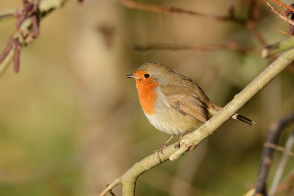 Robin-perching-on-a-branch-looking-left