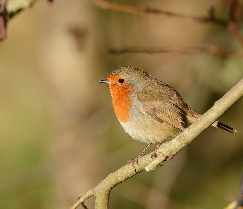 Robin-perching-on-a-branch-looking-left