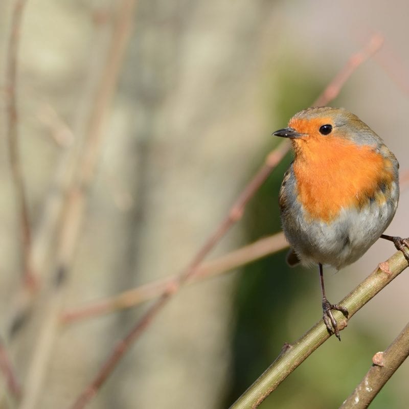 A-Robin-perched-on-a-branch-looking-left