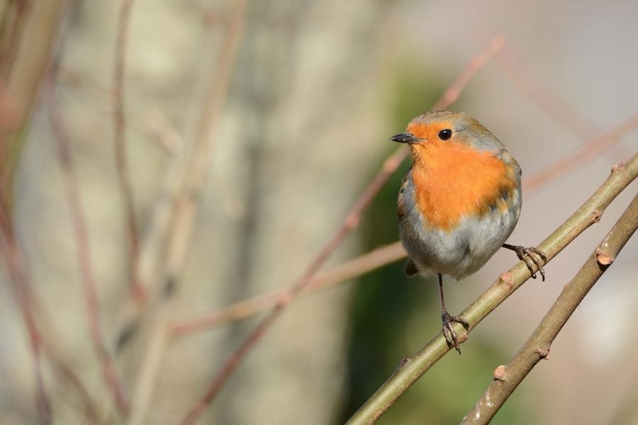 A-Robin-perched-on-a-branch-looking-left