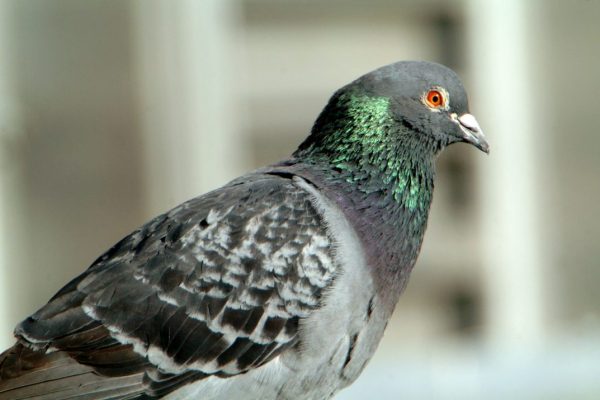 feral-pigeon-close-up-side-profile