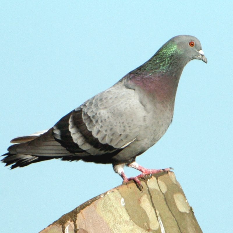 feral-pigeon-perched-on-stump