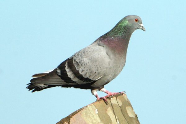 feral-pigeon-perched-on-stump
