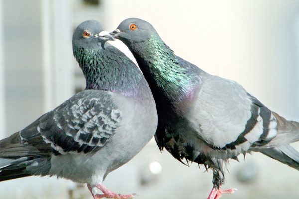 feral-pigeon-pair-courting-ritual