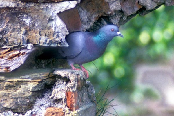 Stock dove

Copyright photograph:
Richard Mills,
Castleview,
Macroom.
Co. Cork.
Ireland.
birdpics@newsguy.com
086-8263890