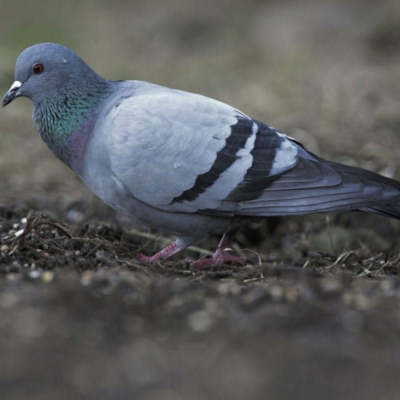 rock-dove-foraging-in-leaf-litter