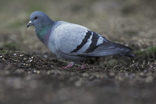 rock-dove-foraging-in-leaf-litter