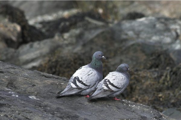 two-rock-dove-sitting-side-by-side-on-a-rock