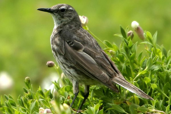 rock-pipit-standing-on-bladder-campion-herb