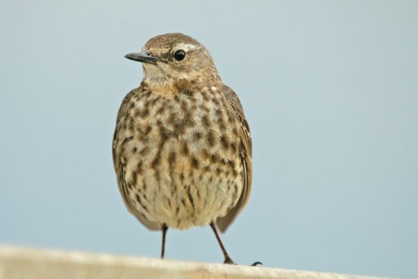 rock-pipit-close-up-speckled-breast