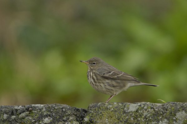 rock-pipit-standing-on-stone-wall
