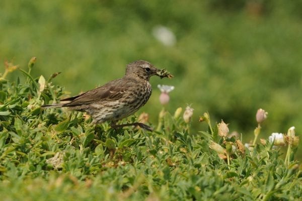 rock-pipit-running-through-bladder-campion-with-insect-prey-in-beak