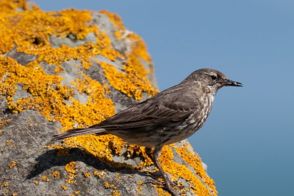 rock-pipit-standing-on-lichen-covered-rock-xanthoria-parietina