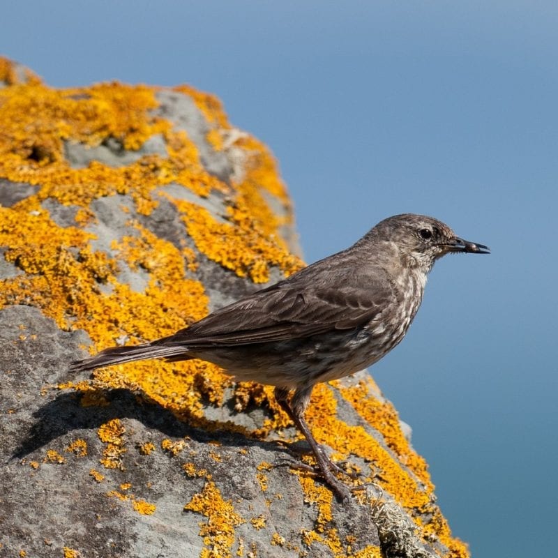 rock-pipit-standing-on-lichen-covered-rock-xanthoria-parietina