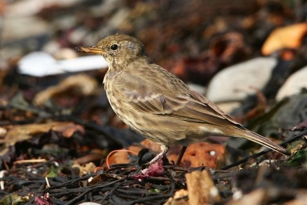 rock-pipit-on-seashore-with-insect-prey-in-beak