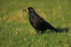 rook-standing-in-grass