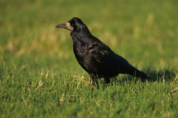 rook-standing-in-grass