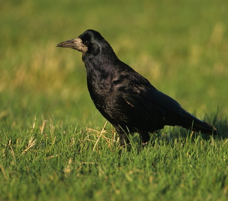 rook-standing-in-grass