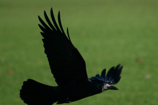 Rook (Corvus frugilegus) - British Birds - Woodland Trust