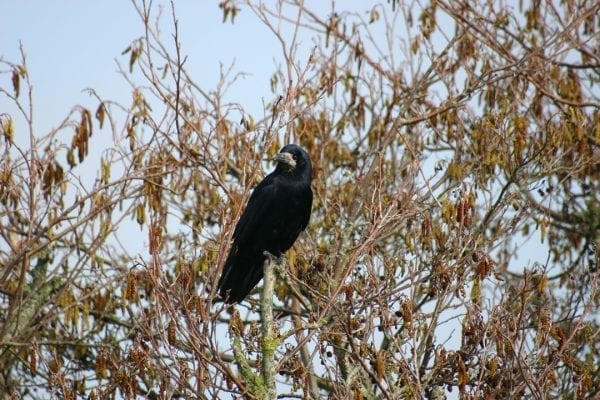 rook-perched-in-alder-tree