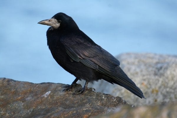 Rook (Corvus frugilegus) - British Birds - Woodland Trust