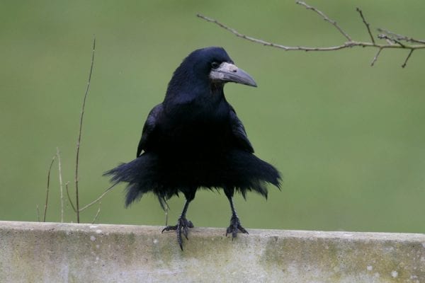 rook-standing-on-fence