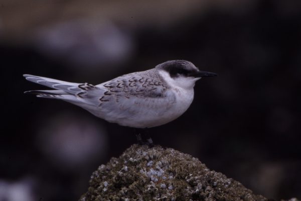 roseate-tern-juvenile-standing-on-rock