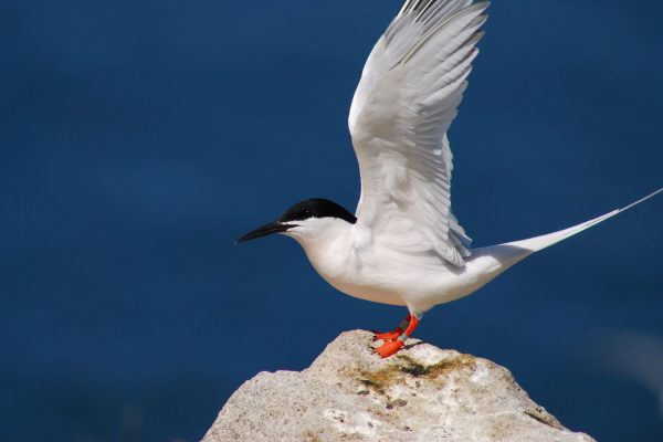 Roseate Tern 2015 - Rockabill - B Burke (21)