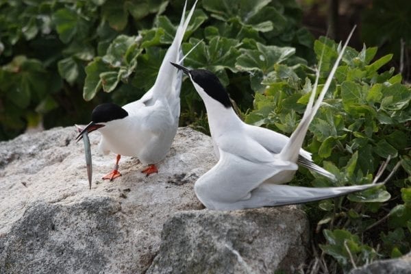 two-roseate-terns-on-rock-one-posturing-to-the-other