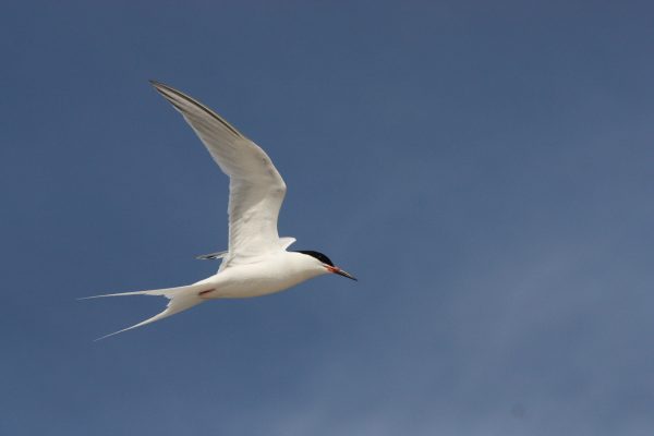 roseate-tern-in-flight-blue-sky-background