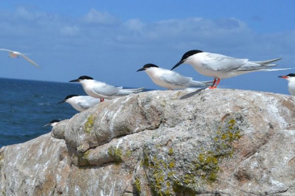 a-number-of-roseate-terns-stand-together-on-a-rock