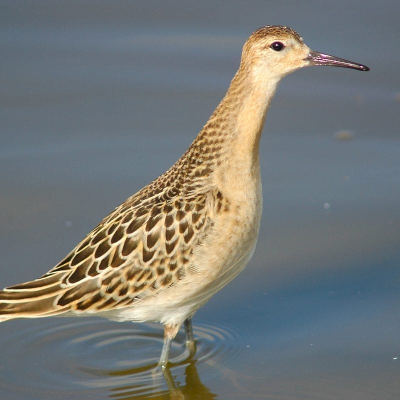 ruff-standing-in-water