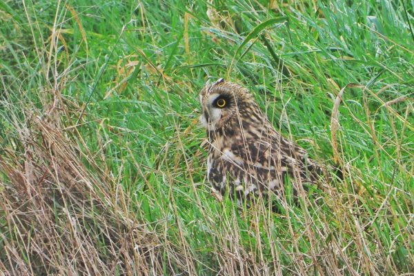 short-eared-owl-standing-in-grass