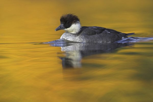 smew-duck-female-swimming-with-autumn-reflections-on-water