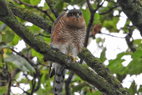 sparrowhawk-in-tree-eyes-focused-on-prey