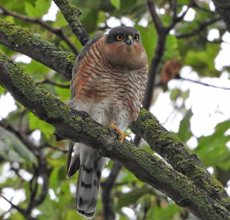 sparrowhawk-in-tree-eyes-focused-on-prey