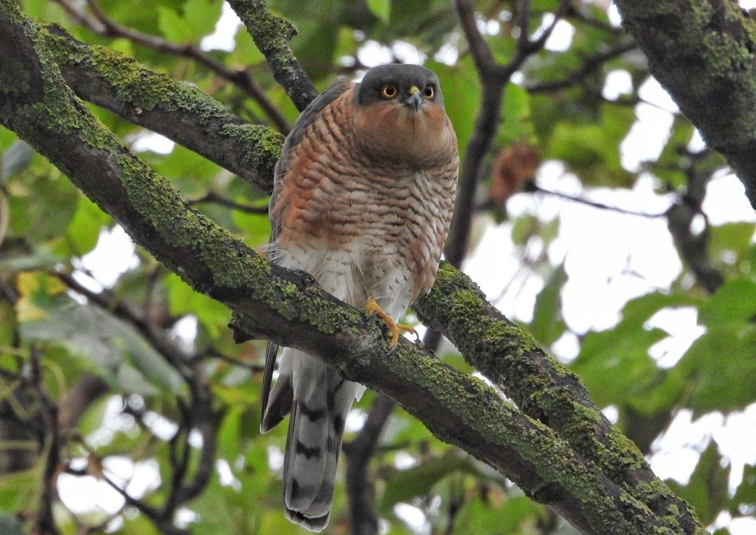 sparrowhawk-in-tree-eyes-focused-on-prey