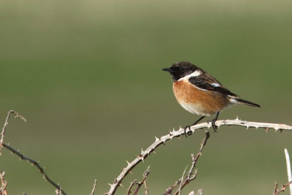 Male-Stonechat-sitting-on-a-bramble