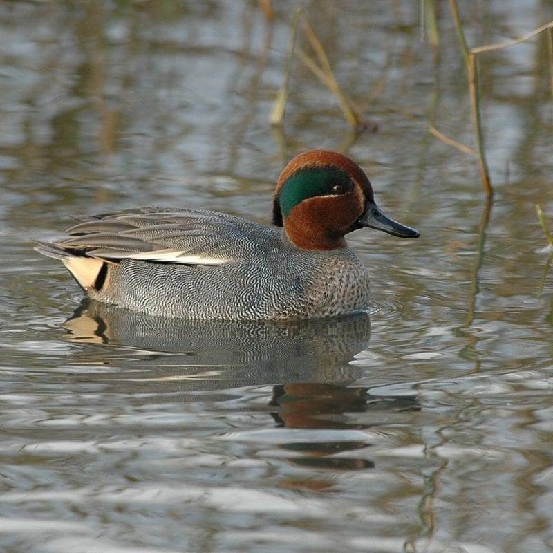 male-teal-swimming