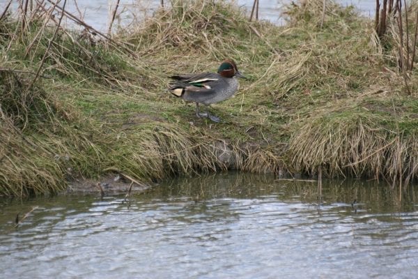 teal-male-on-grassy-bank